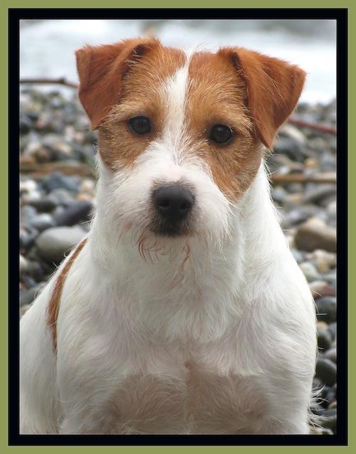 Hot Dog of Alma Libre - Jack Russell Terrier Boys